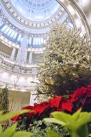 ‘The blessings of the season’: Idaho State Capitol Christmas tree goes up next week