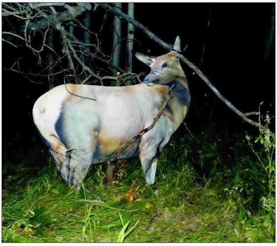 ARCHERY ELK HUNT 2022