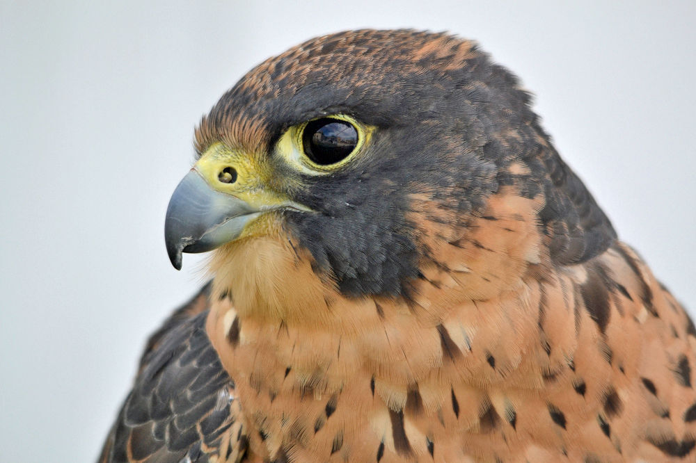 Peregrine Falcon  The Nature Conservancy