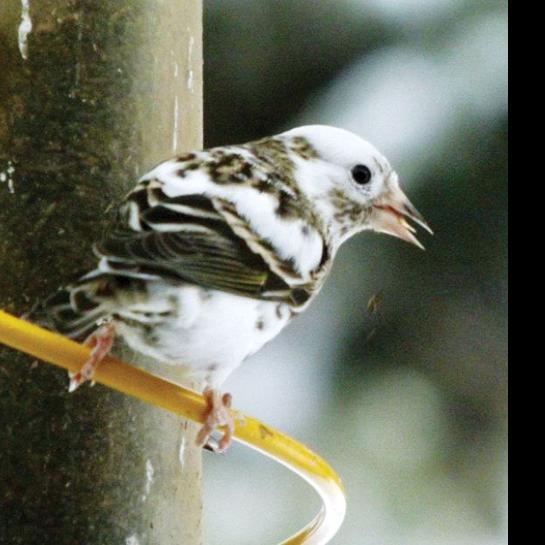 Is the bird an albino, a finch, both or neither? | Members | idahopress.com