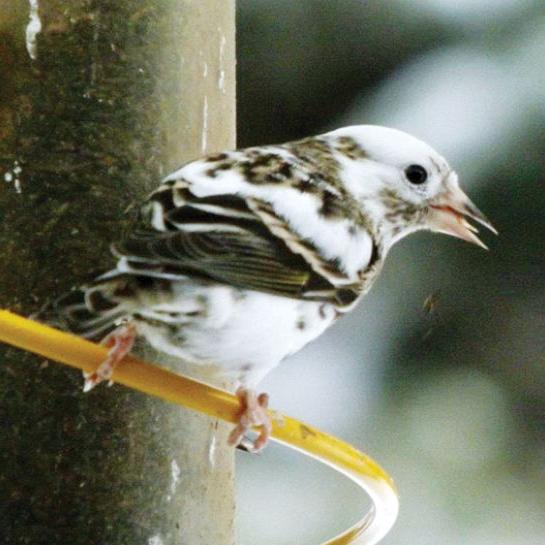 Is the bird an albino, a finch, both or neither? | Members | idahopress.com