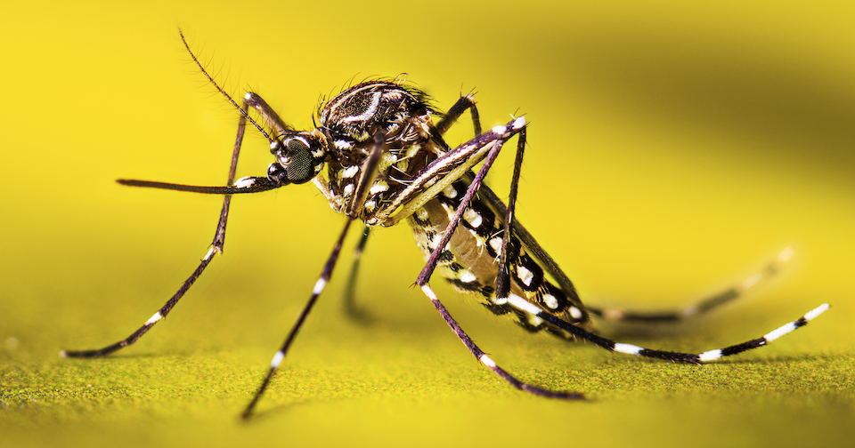 Canyon County reports presence of invasive Aedes aegypti mosquitoes