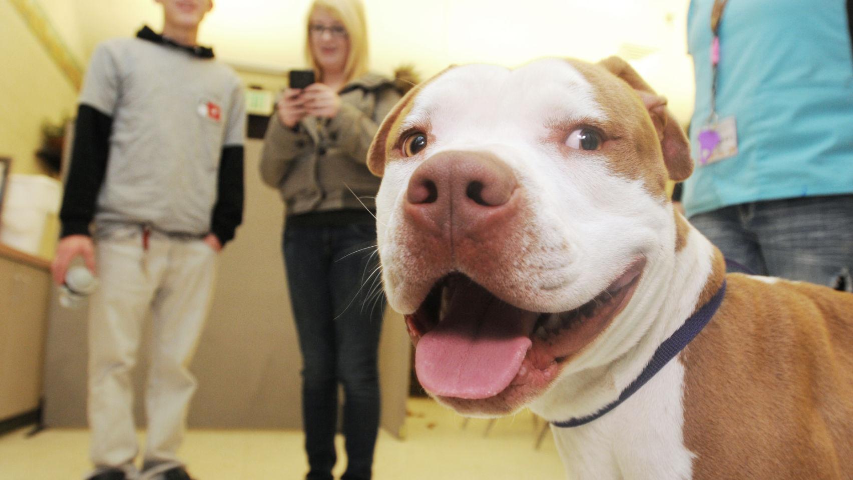 Even Without Bans Owners Of Vicious Dogs Face Challenges Members Idahopress Com Even Without Bans Owners Of Vicious Dogs Face Challenges Members Idahopress Com