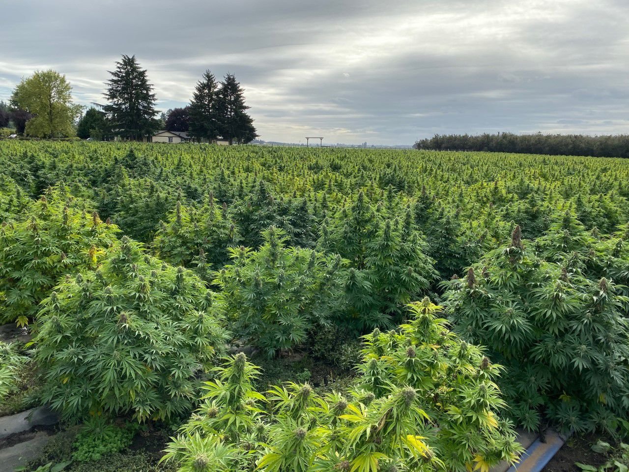 A Bill To Legalize Hemp In Idaho Is Coming Back In 2020 | Local News ...