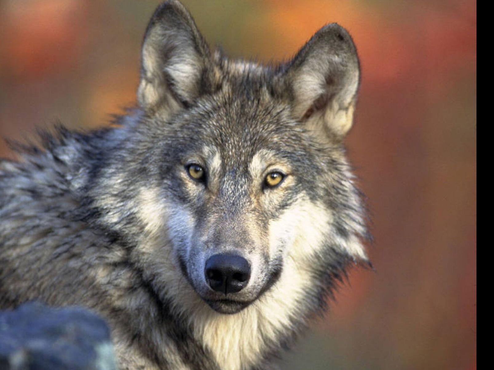Idaho wolf population stable one year after looser hunting, trapping rules  started | Local News | idahopress.com