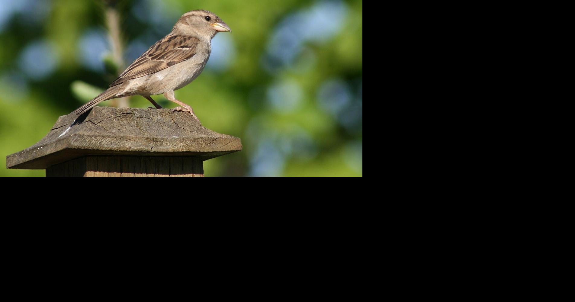 The humble house sparrow