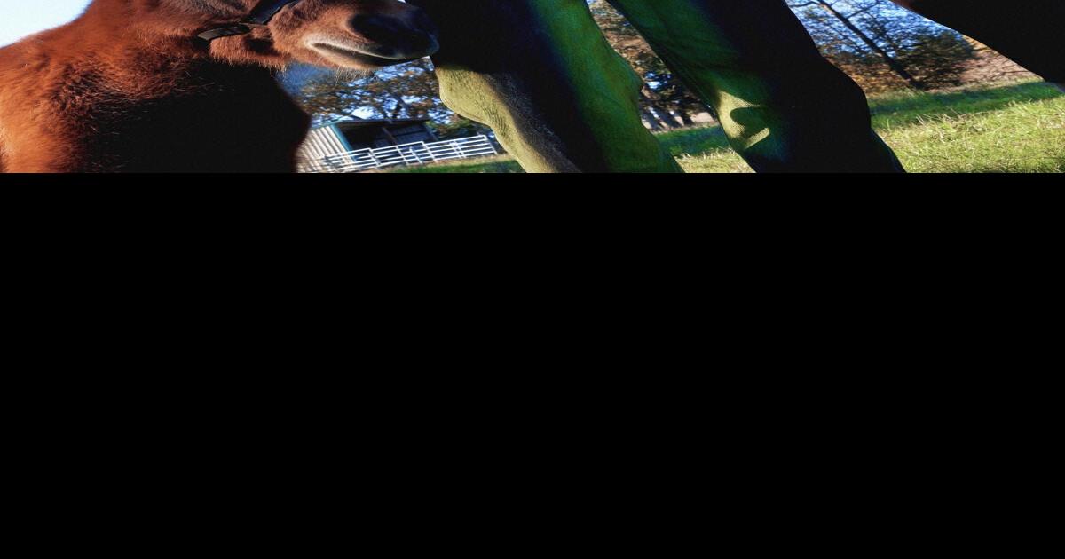 NOISE Tennis bounces into Boise Music