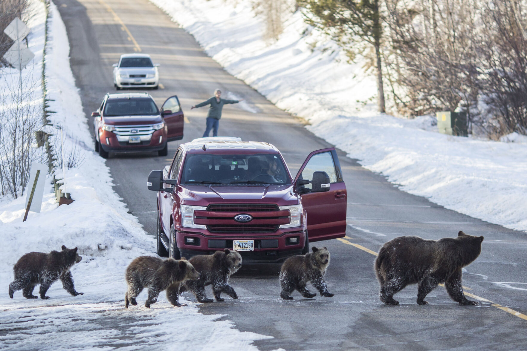 The Vehicle Collision Death Of A Famous Wyoming Grizzly Bear Was An ...