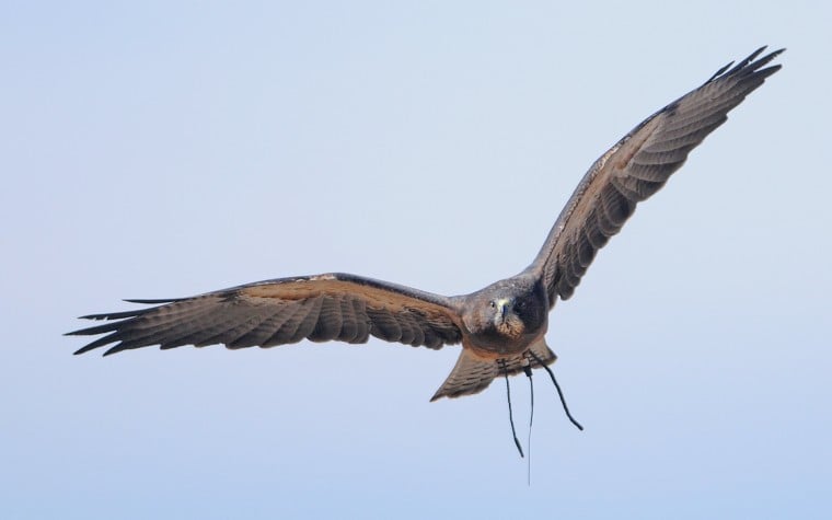 Birds of Prey | Photo Gallery | idahopress.com