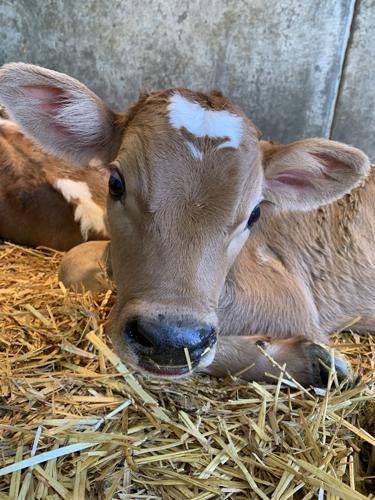 A moo-ving experience | Farmandranch | idahopress.com