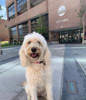 Boise unleashed dog license discounts