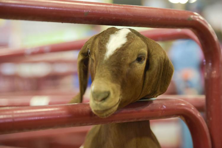 Canyon County Fair announces headliners, parking changes Local News