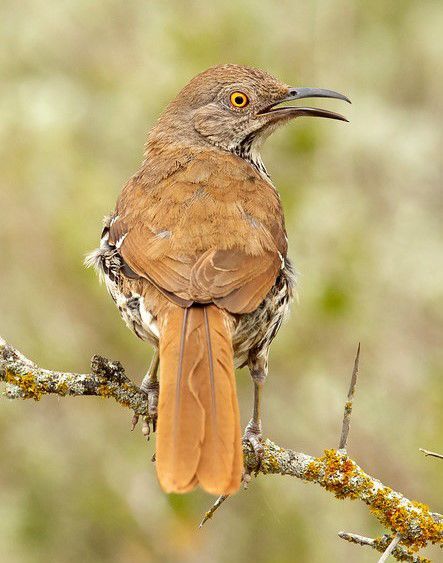 What Birds Are NFL Teams Named After?