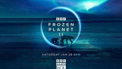 TV Talk: A first look at 'Frozen Planet II' from BBC America and AMC+ |  Life 