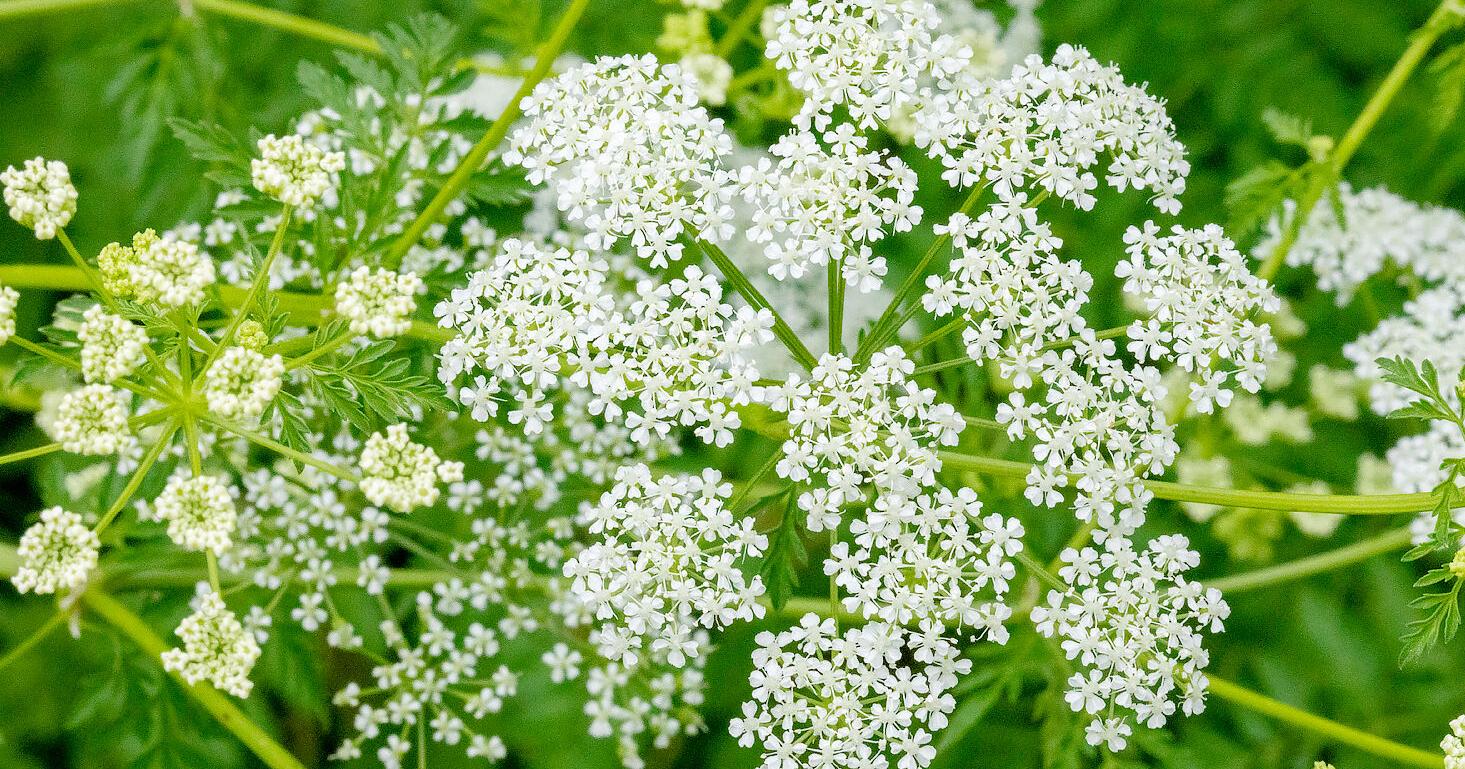 State officials warn about poison hemlock dangers - Vimarsana News