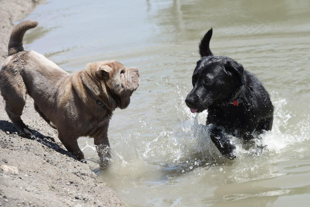 Amity Dog Park Amity Dog Park