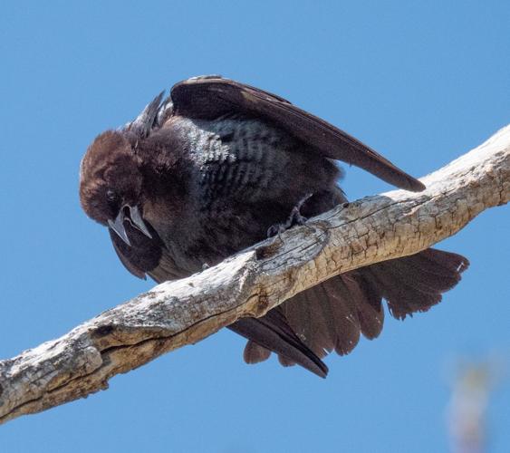 Rich brown-headed cowbird displaying male by Terry Rich.jpg