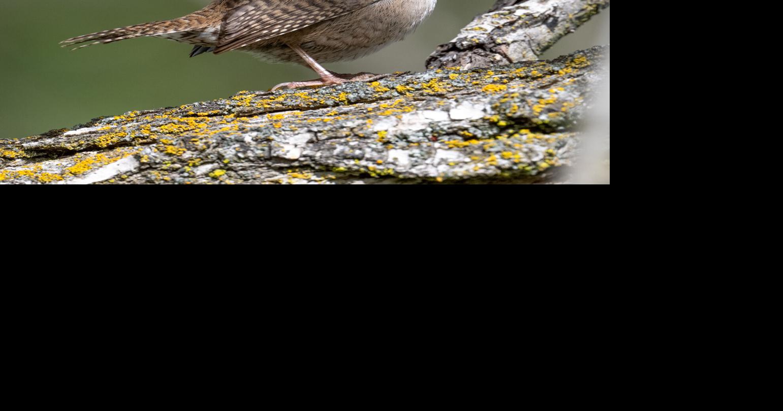 Success of the house wrens