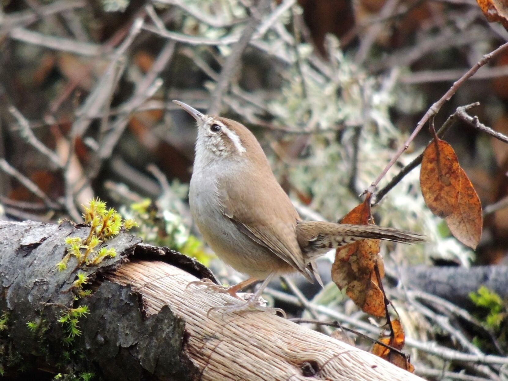 Bewick's wren range expansion | Outdoors News | idahopress.com