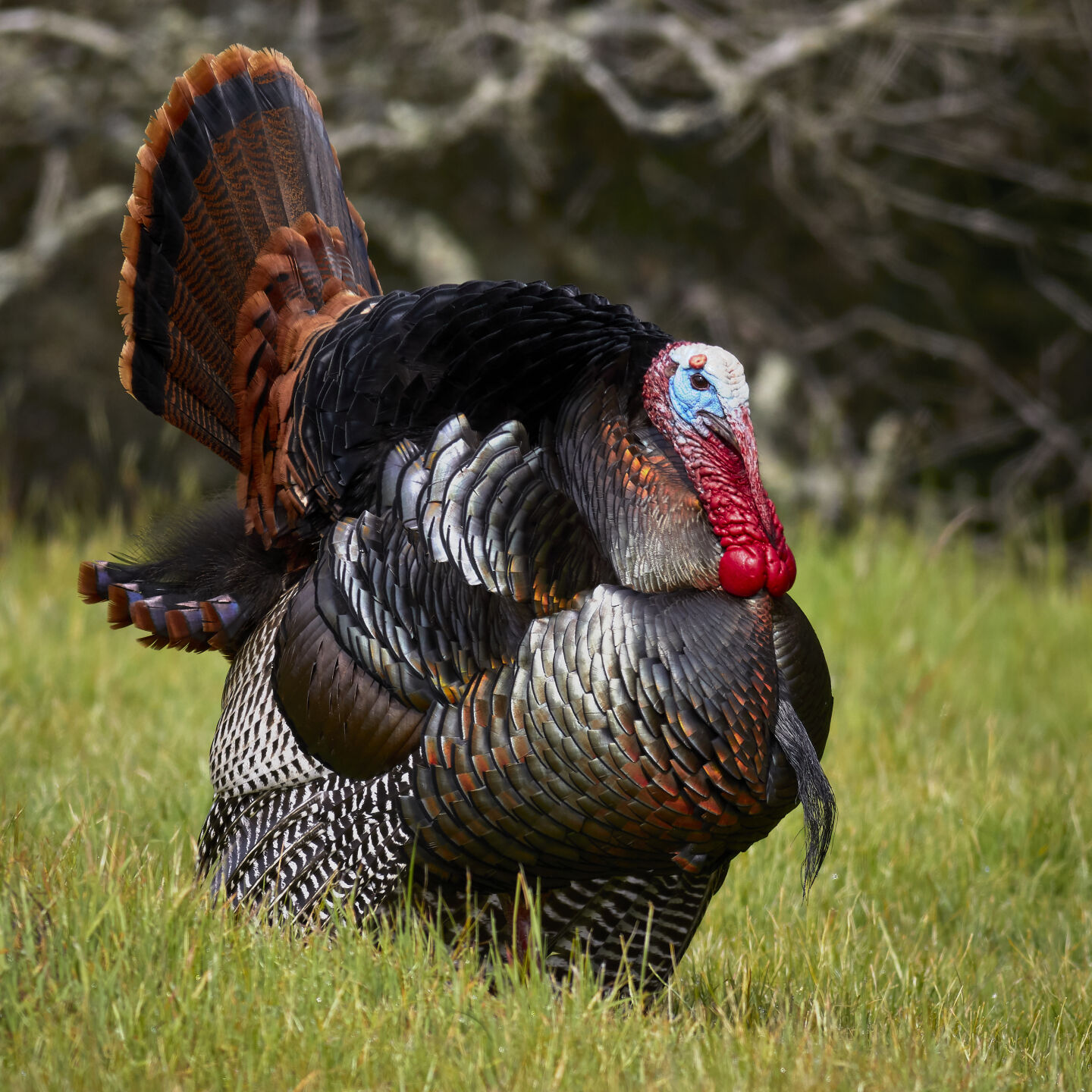 My life as a turkey | Outdoors News | idahopress.com