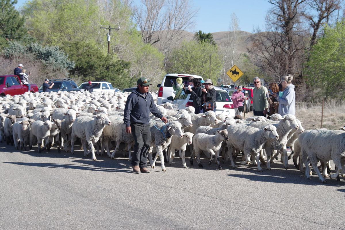 Domestic sheep crossing Idaho Highway 55 into Boise Foothills Local
