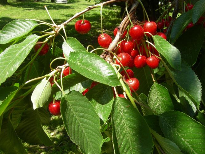2016 picking cherries at Rancho Pinards Idaho PressTribune