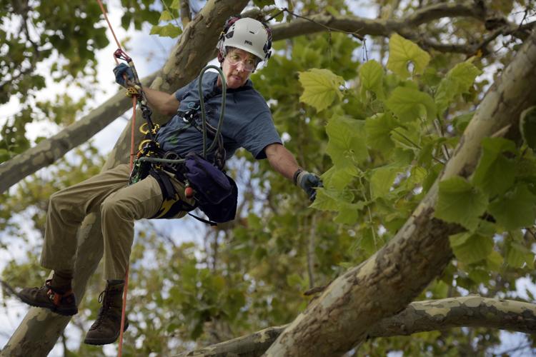 Professional gives a leg up to tree-climbing wannabes