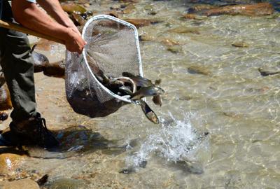 Trout Fishing Gets A Boost On The Payette River Local Sports Idahopress Com Payette river id fly fishing scene lp artwork (posters, wood & metal signs) fly fishing in fall on the north fork of the payette river in mccall, idaho. trout fishing gets a boost on the