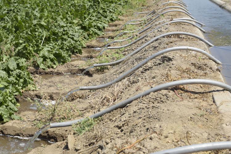 Heavy irrigation flows give Nampa farmer longer growing season, ample