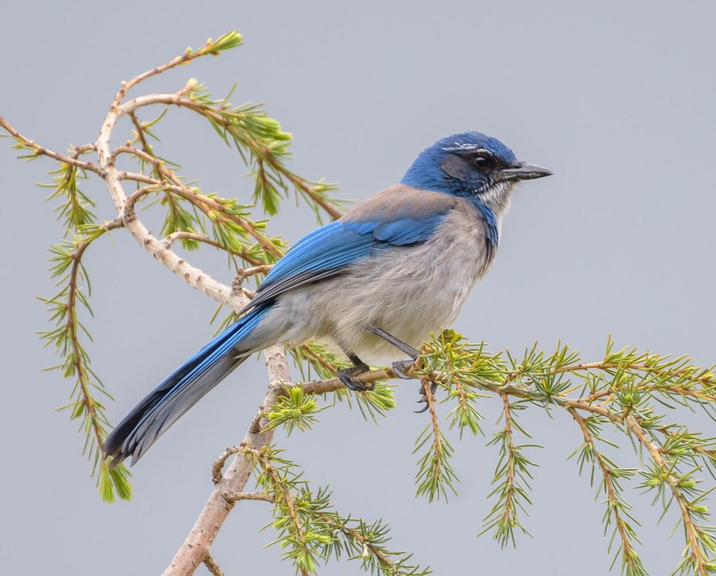 Some perspective on the 2023 Blue Jays from 1985 - Bluebird Banter