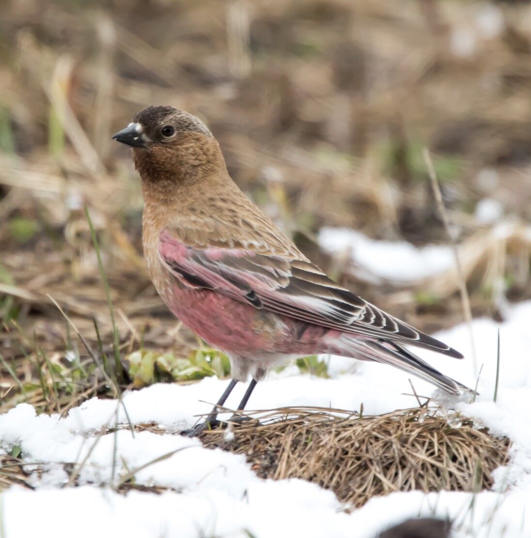 The black rosy-finch | Outdoors News | idahopress.com