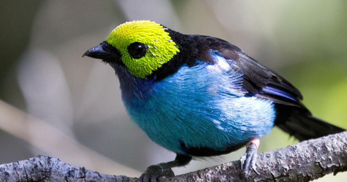 Just for the birds: The Tanagers | Ornithology