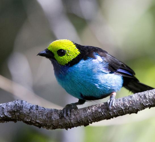 paradise tanager by Nathan Rupert.jpg