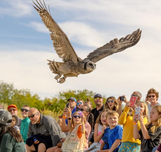 Collection 30+ Stock Images world center for birds of prey photos Completed