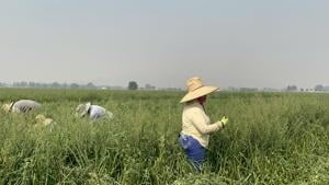 Farmworkers keep harvesting through Idaho heat, wildfire smoke