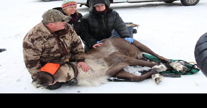 Snowmobiling ban in North Idaho caribou habitat upheld by judge