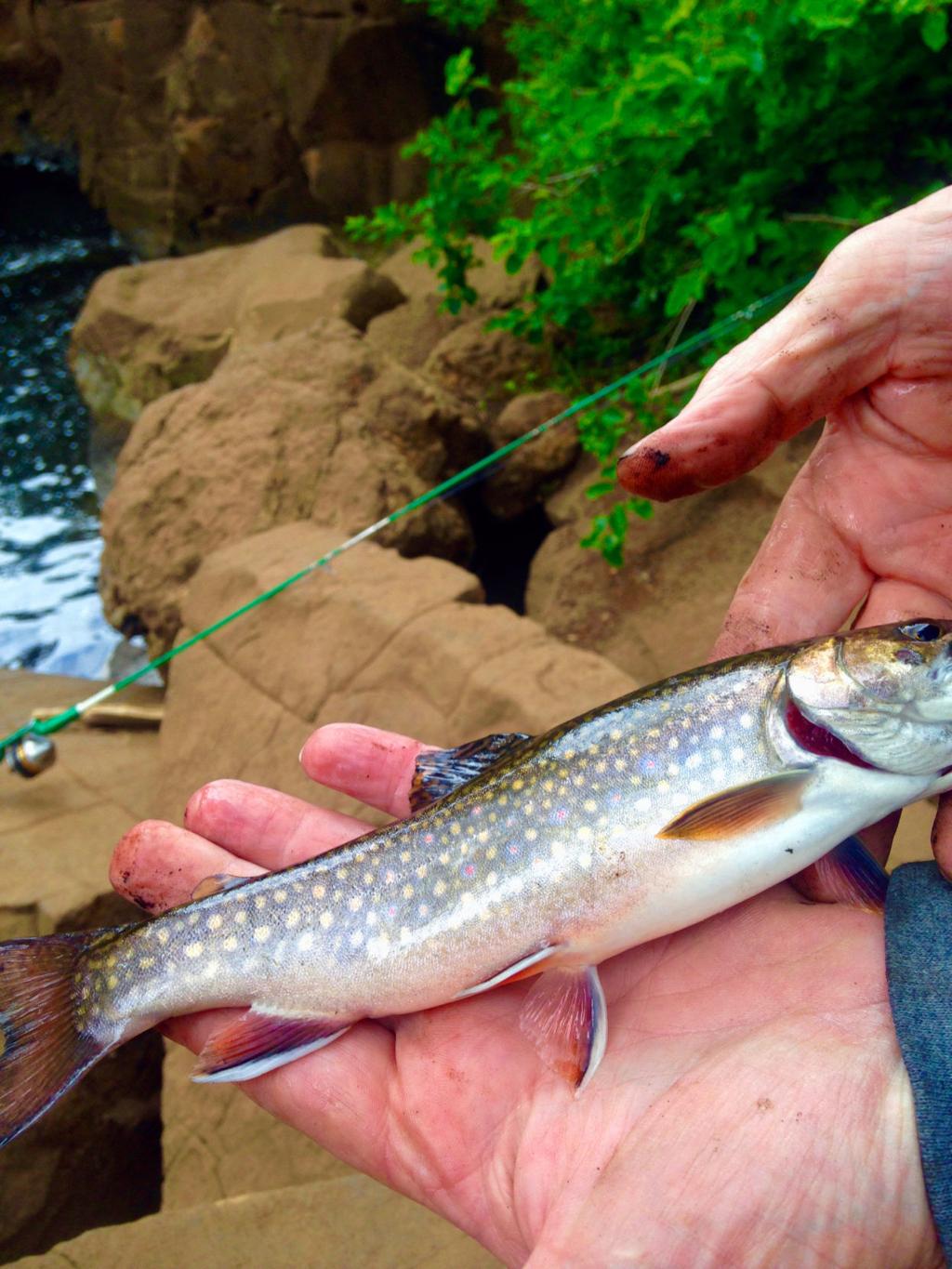 The lowly brook trout, Outdoors News