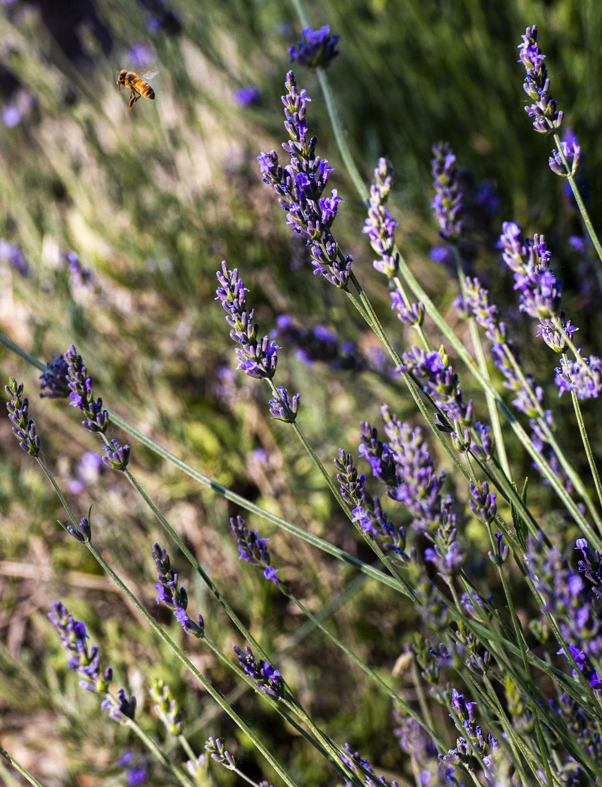 Lavender Festival Arizona 2022