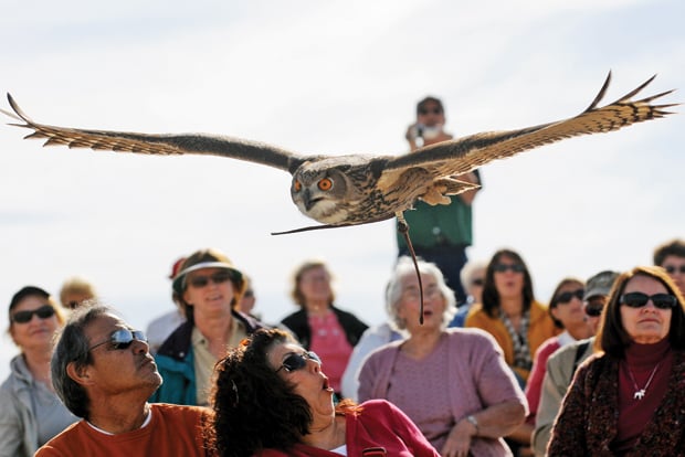 Birds of Prey of the World