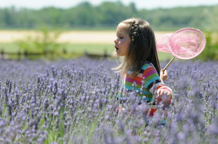 Lavender Festival Photo Gallery