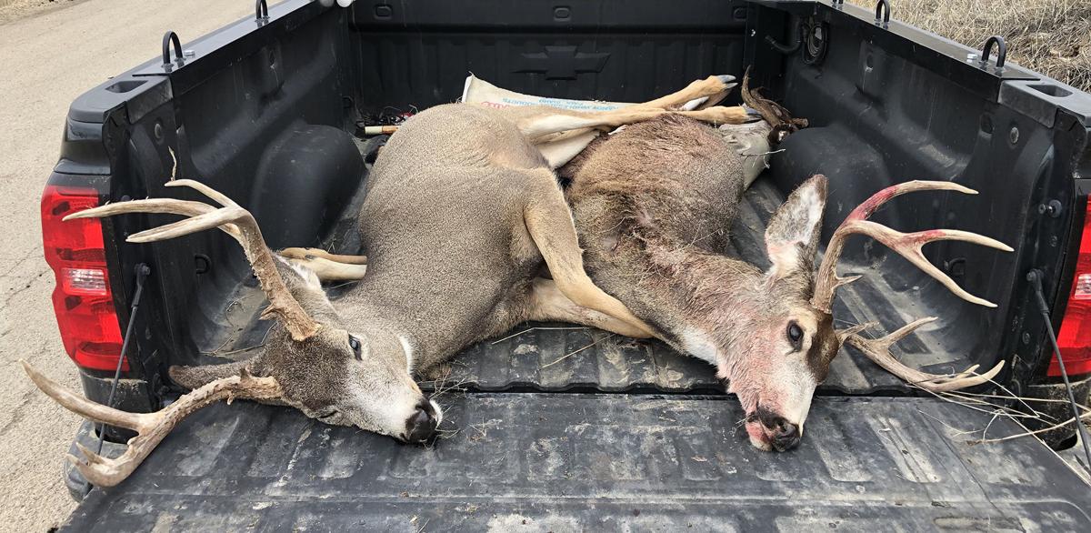 Public’s help sought in deer poaching case Local News