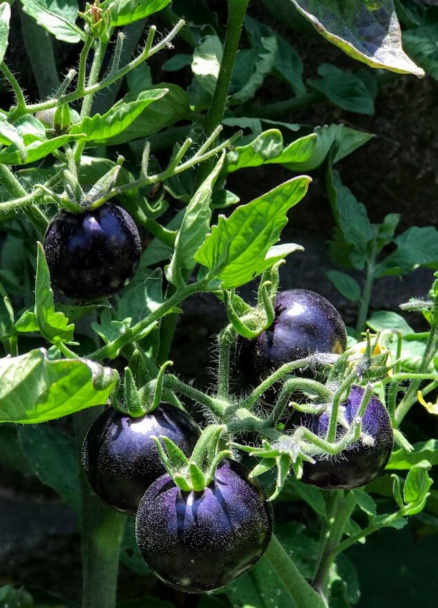 LAVENDER PLANTS  Idaho Tomato Lady