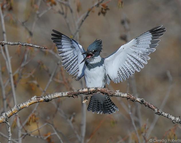 Conn: Why the belted kingfisher works for the Fighting Illini