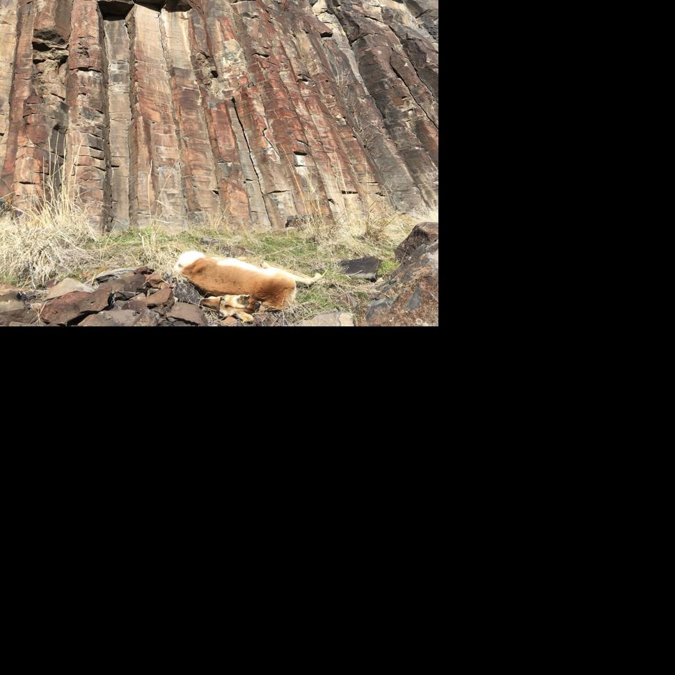Pronghorn Dies After Fall Off Cliff Nearly Hitting Climbers