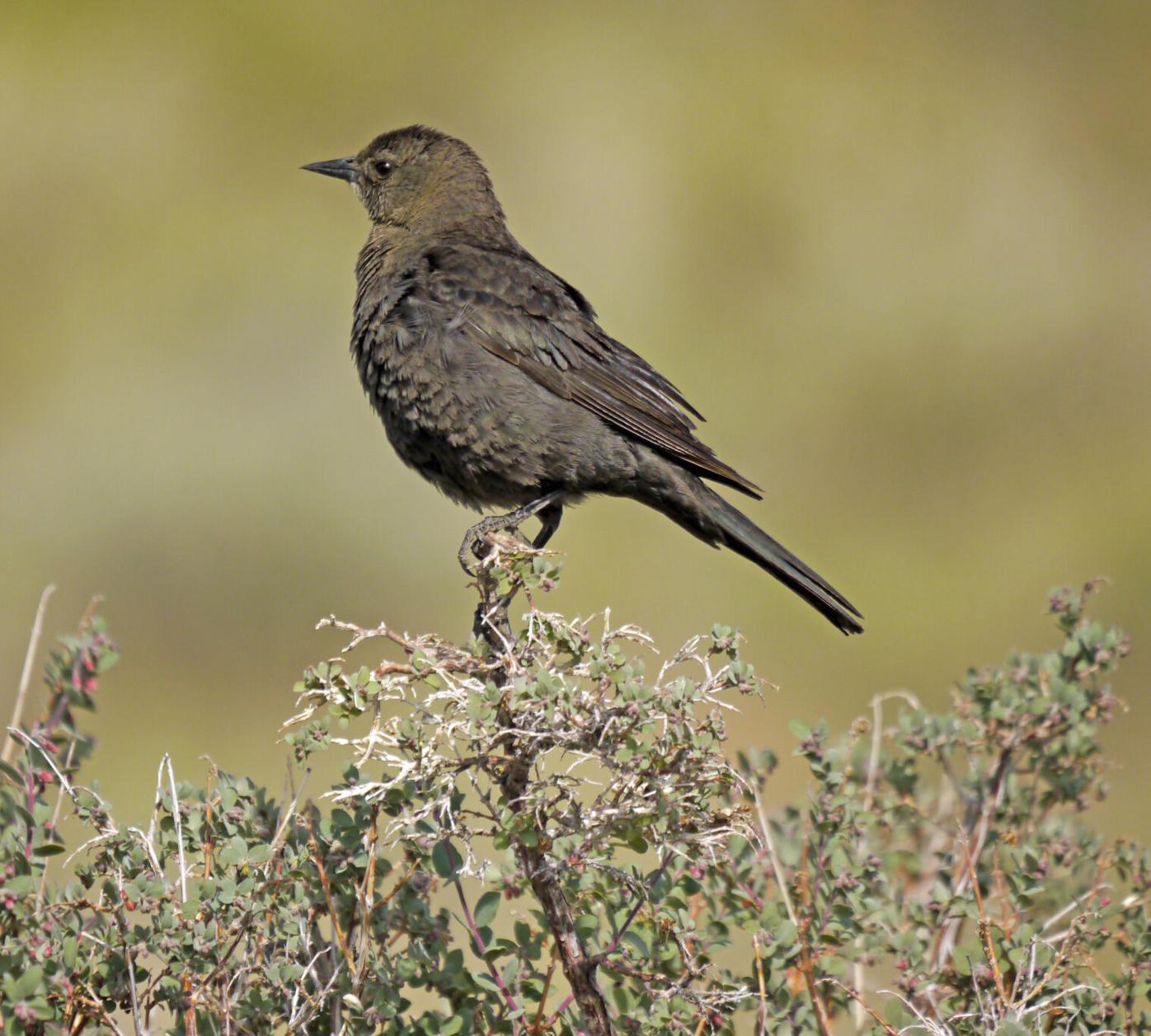 Brewer's blackbird an overlooked native | Outdoors News | idahopress.com, image size:1396x1257