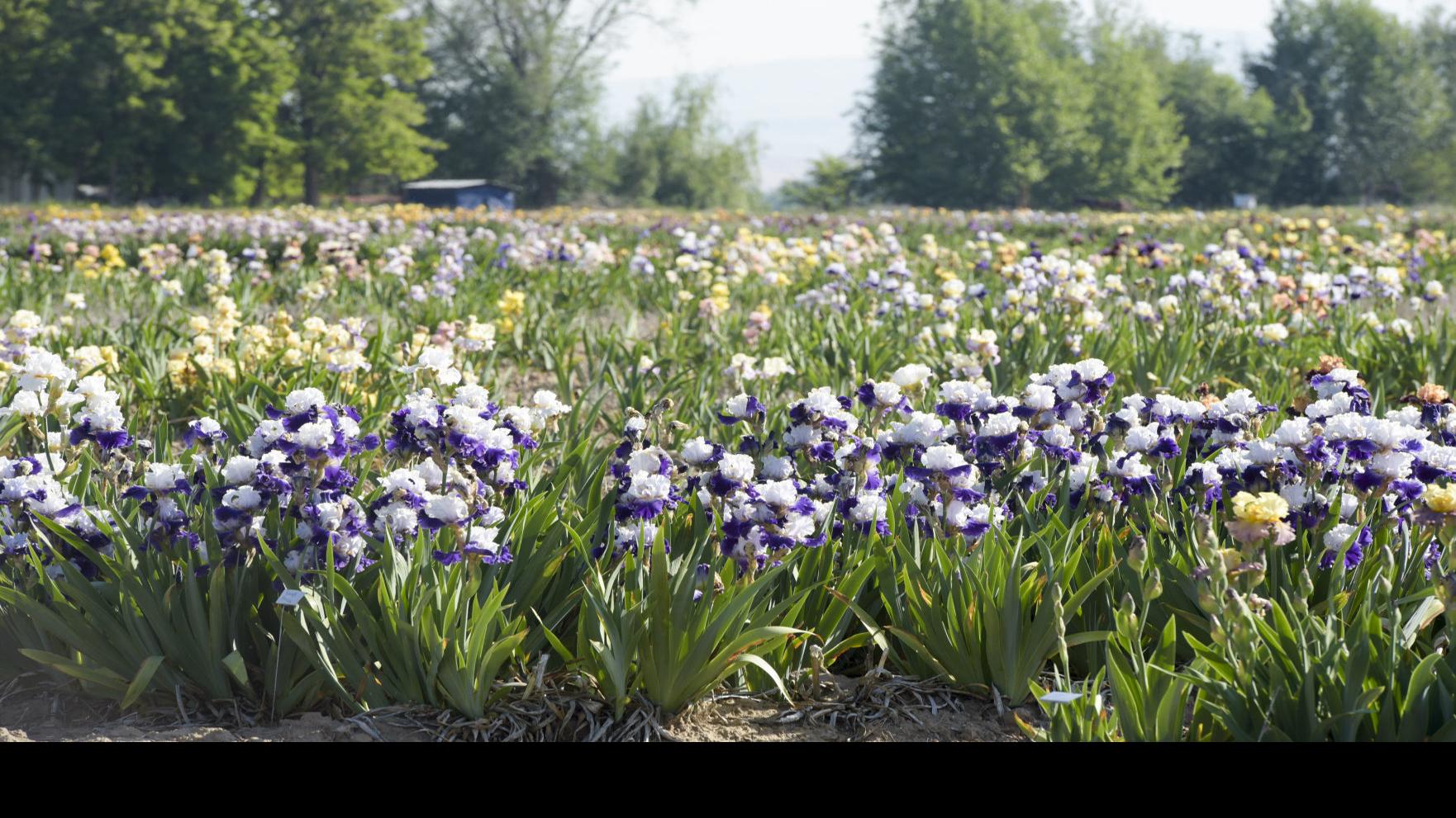 Iris Festival Porterville 2022