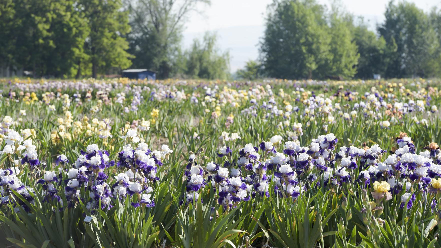 A Sea Of Iris As Far As The Eye Can See Nampa Idahopress Com Iris Festival Porterville 2022