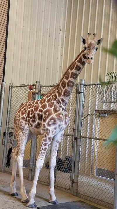 Zoo Boise Welcomes New Giraffe Local News Idahopress Com