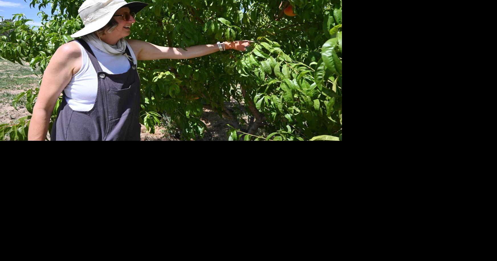 Harvest Heroes helps Treasure Valley veterans grow through farming