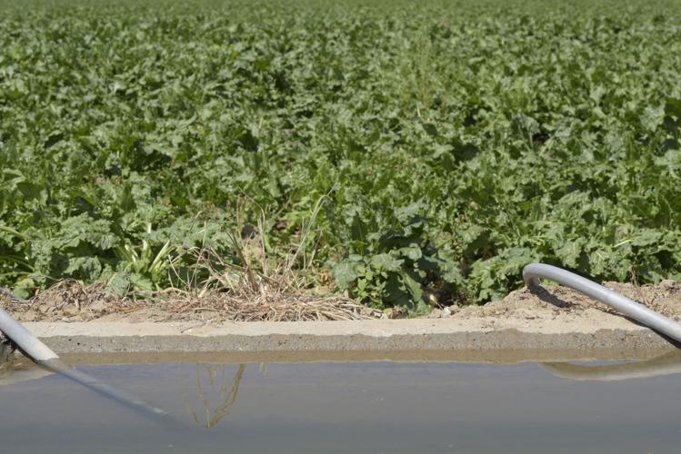 Heavy irrigation flows give Nampa farmer longer growing season, ample